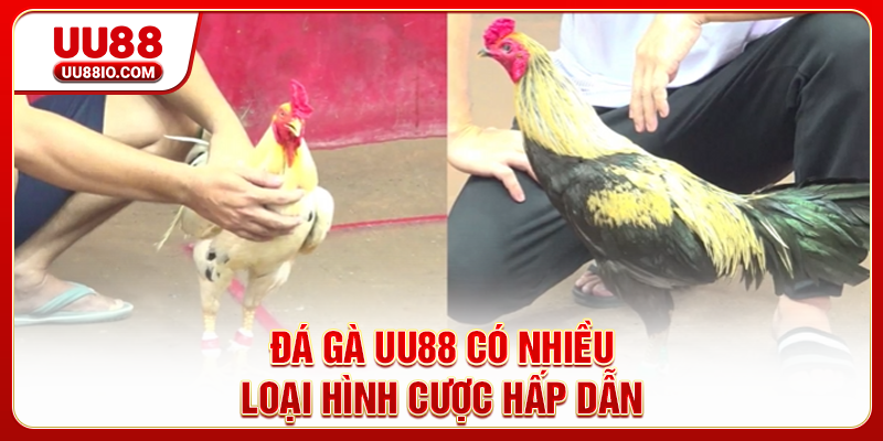 Đá Gà UU88 có nhiều loại hình cược hấp dẫn